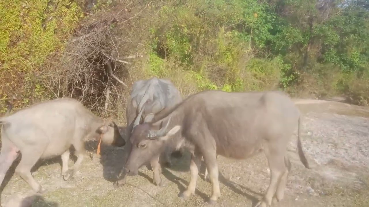 15 กุมภาพันธ์ ค.ศ. 2026