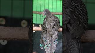peacock pheasant #1k #imported #pets #birds #exotic #rarebirds #pheasants #blogs#1million #1m #pet