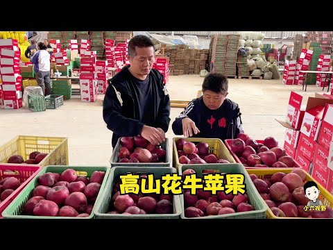 高山花牛蘋果，沒想到卻是高損耗水果，還要層層細選才到大家手裡