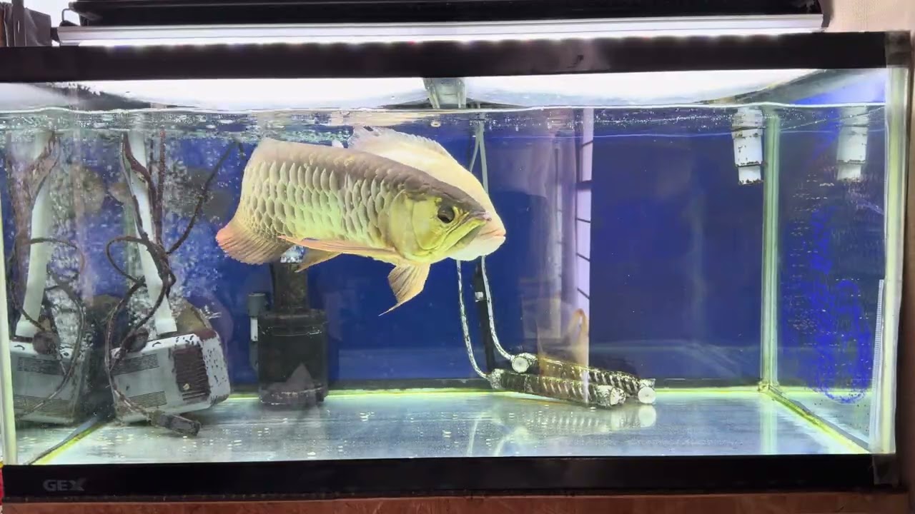 大きくならない藍底過背金龍#アジアアロワナ#スネークヘッド#オスカー