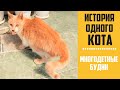 История одного кота | Как мы спасли котёнка! | 23.04.20