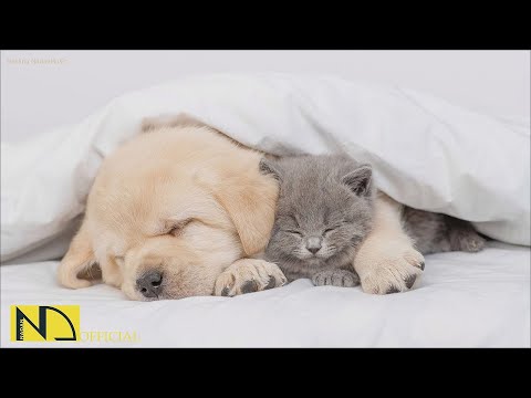 20 HOURS of Deep Sleep Dog Calming Music🐶💖Dog Separation Anxiety Relief Music💖Dog Music🎵 NadanMusic