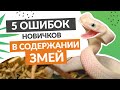 5 основных ошибок новичков в содержании змей.