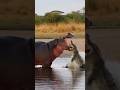 Crocodile Attacks Hippo, Becomes the Prey 🐊🦛 / 악어의 실수 / ワニ逆転