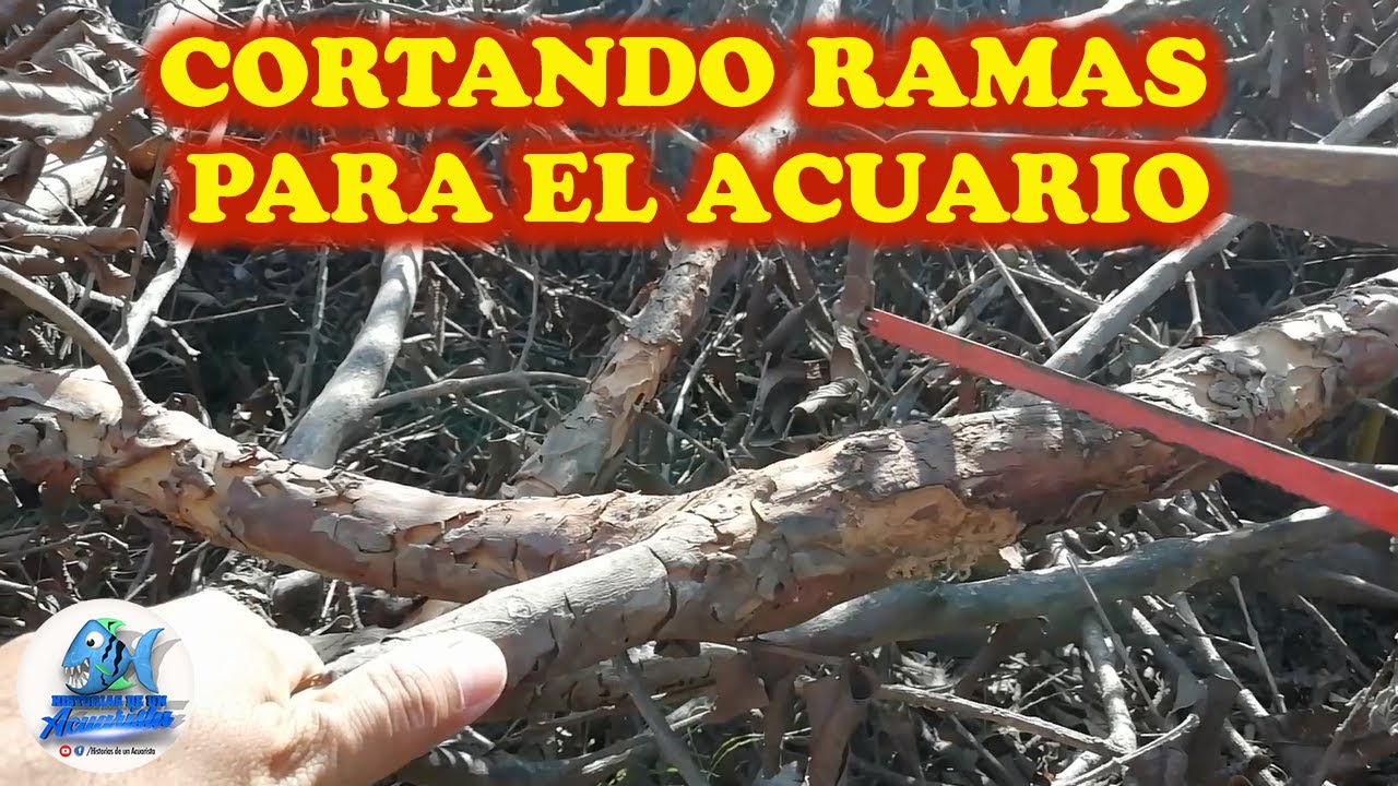 CORTANDO RAMAS PARA EL ACUARIO