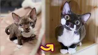 데본렉스 고양이! 첫 만남부터 1살까지 성장과정