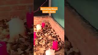 delivering of Sonali chicks#bussiness #vaccine#loaded#sonalichicks #nattukollu #farming#poultry