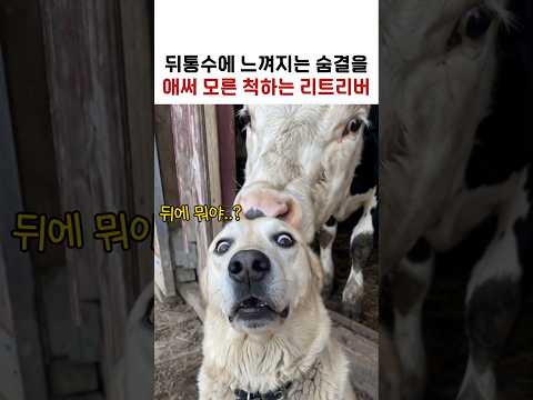 뒤통수에 느껴지는 숨결을 애써 모른 척하는 리트리버ㅋㅋㅋ thumbnail