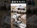 最新羊毛刈り 必要なんでしょうね　元動画#tiktok @littlefunnyky1