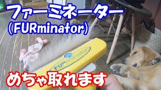 【最強】ファーミネーターでブラッシング ゴールデンレトリバージョイ