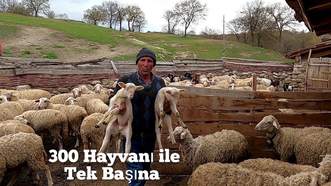 40 Senedir Çobanlık yapıyor - 300 Hayvanı 8 Köpeği ile Dağda Tek Başına #hayvancılık #koyun