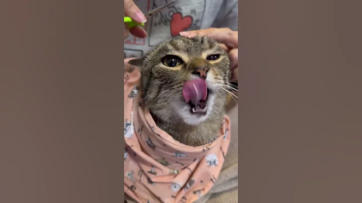 Letting my cat pick what we do throughout the day #shorts