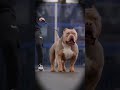 kya laptop pitbull sabse khranak outta Lagat hai #americanbully #pitbull #facts