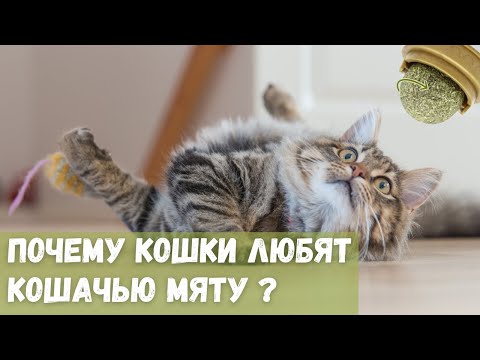 Почему коты любят кошачью мяту?