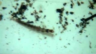 Caseless Trichopalt