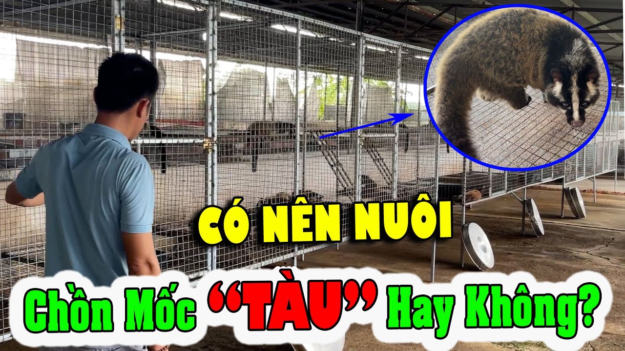 Nên Nuôi Chồn Mốc Lớn Trung Quốc Hay Chồn Mốc Việt Nam? Nuôi Loài Nào ...