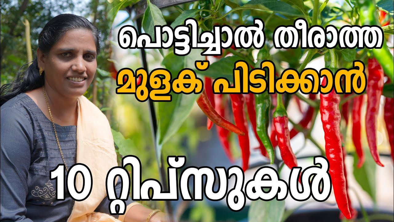 Green Chilly Farming Malayalam | പച്ചമുളക് നടുന്നവർ അറിഞ്ഞിരിക്കേണ്ട 10 റ്റിപ്സുകൾ