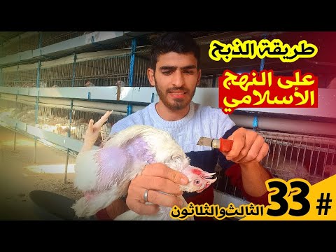 فيديو: كيف يتم ذبح الدجاج اللاحم؟