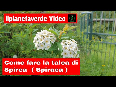 Video: Arbusti Da Giardino: Propagazione Della Spirea Per Talea