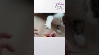 Kitty Joins Crafting: Three Hands Fun! #FairyLacefromElena #Shorts #HandmadeFun #funnycat #hobbies