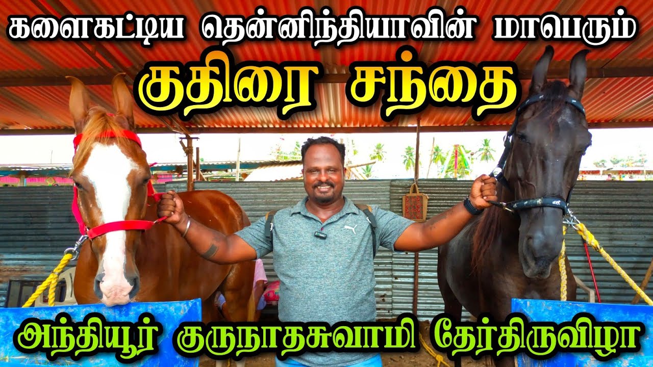 அந்தியூர் குருநாதசுவாமி தேர்த்திருவிழா|       தென்னிந்தியாவின் மாபெரும் குதிரை சந்தை | HorseFair2024