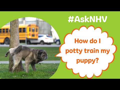 #AskNHV: How To Potty Train My Puppy