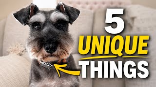 5 Unique Things About My Mini Schnauzer