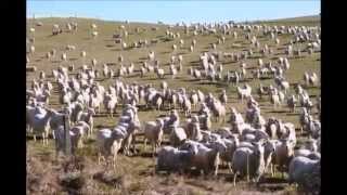 Life is short. Travel it well. - There are sheep in New Zealand