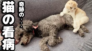 病院から戻った犬の異変に気づき看病をする猫が優しすぎました...