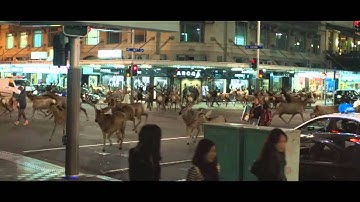 Tooheys "Nocturnal Migration"