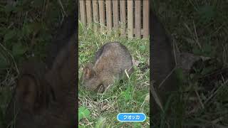 【無音注意】飼育員さんから離れないクオッカ #Shorts