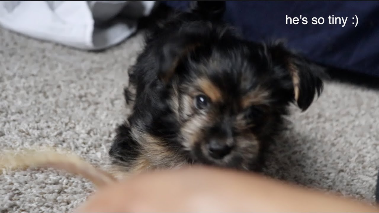 8 WEEK OLD MORKIE PUPPY PLAYING WITH TOYS ) YouTube
