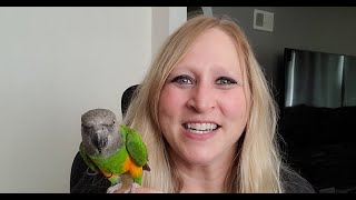 Senegal Parrots with PJ