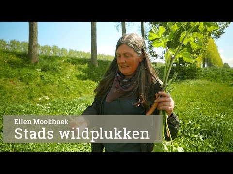 Video: Welke Wilde Planten Zijn Eetbaar