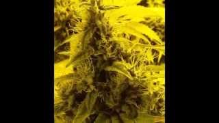 Grow # 6 day 57