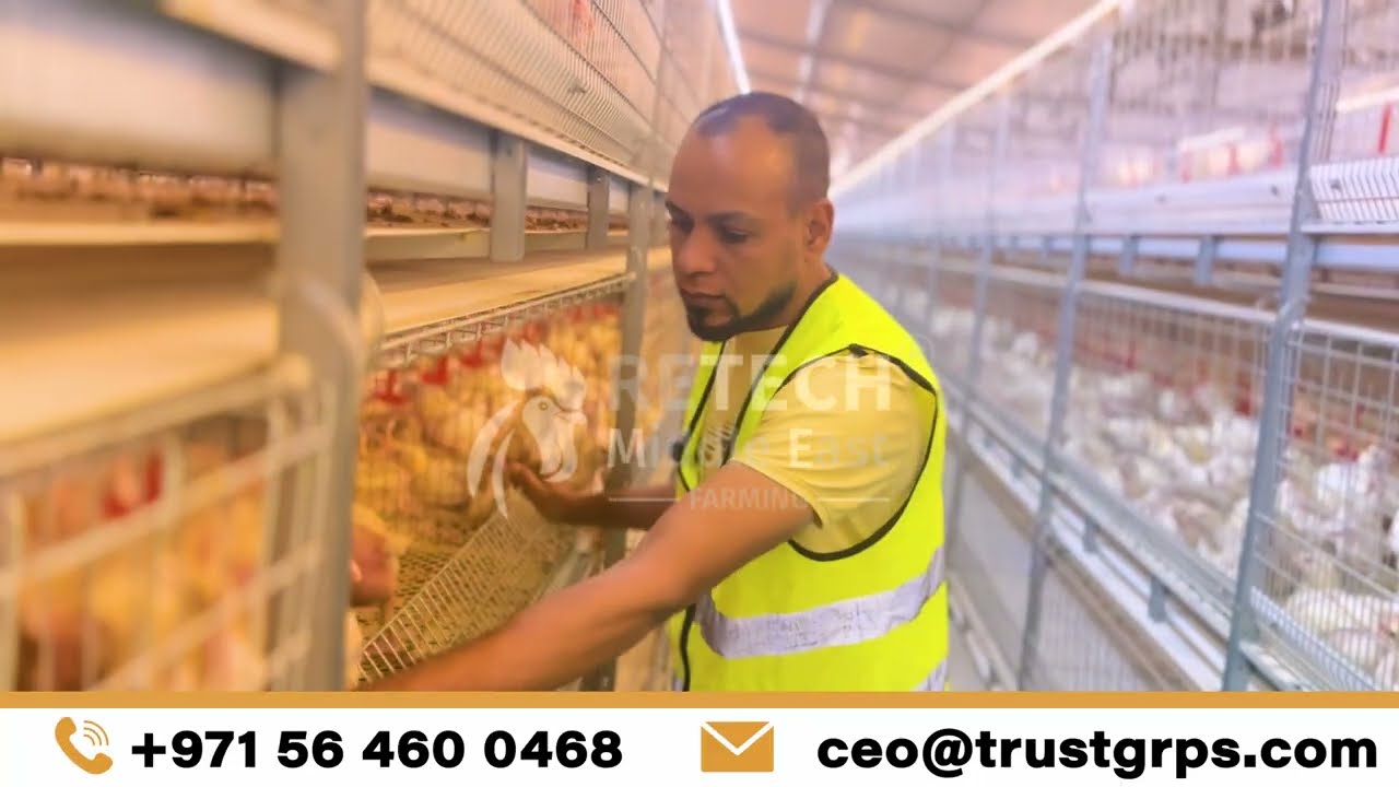 وزن الدجاج في اليوم 21 ونسبة التجانس ومعامل التحويل | 21th Day Weight, Uniformity & FCR Improvement