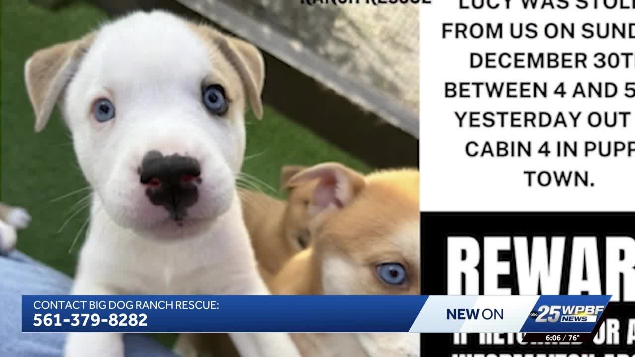 Big Dog Ranch Rescue offering $5,000 reward for stolen puppy's return ...