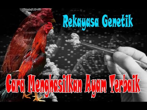 Video: Gen Y Dogma: Dan Puppy Membuat Tiga