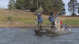 Salmon Spawning - NDGNF
