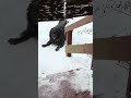 Me: inside? The Void: playtime in the snow ❄️🐾 #funnydogs #petshorts #cozychaos #doglife #snowdog