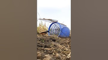 Making bird traps with old trash cans