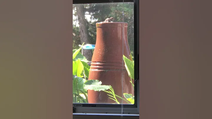 Bird Bath