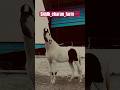Siddhcharanfarm horselover youtube youtubeshorts trending horse animals desifarm animalcare