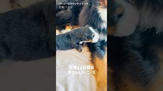 【生後11日目】今しか見られない尊さ☘️赤ちゃんバーニーズの日常🐾