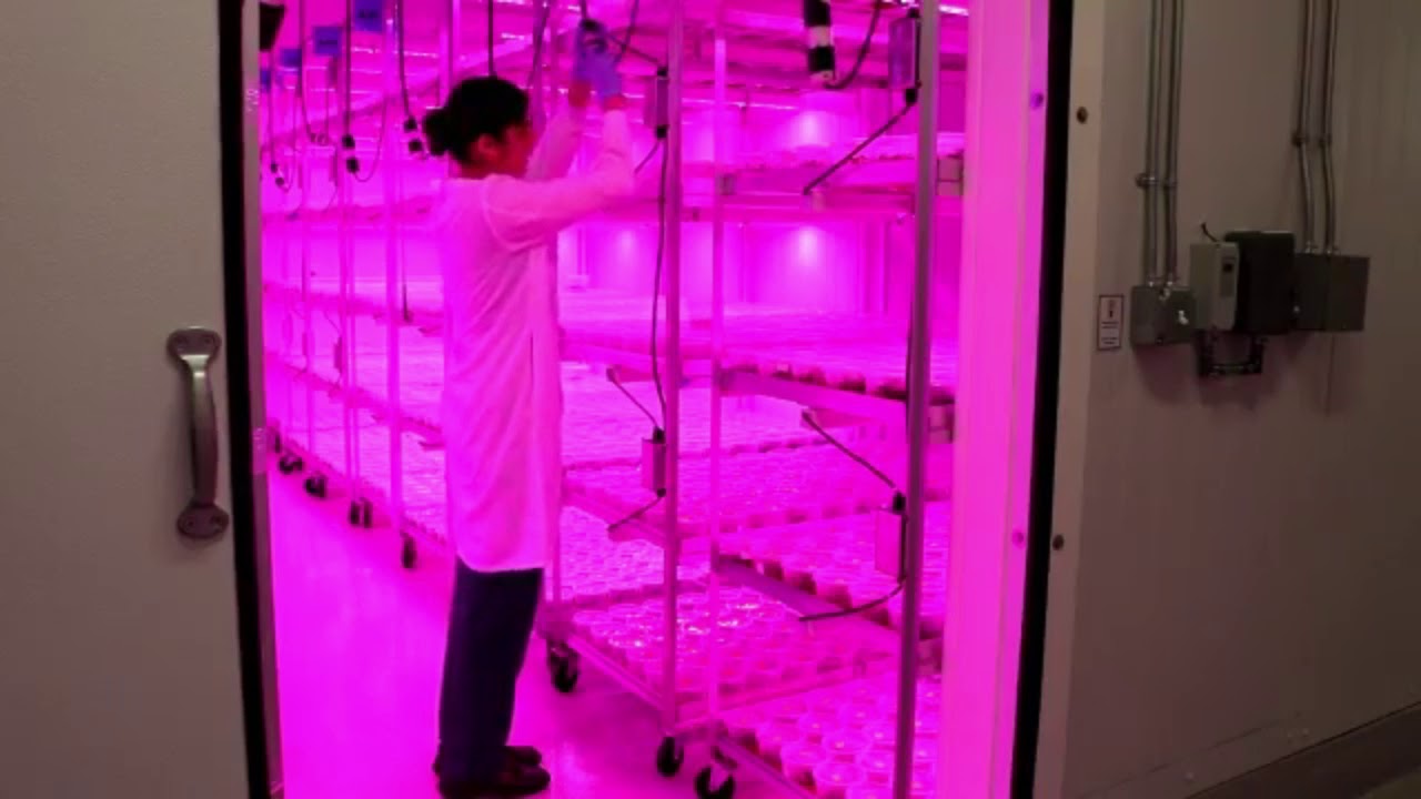 Tissue Culture Lab Setup YouTube