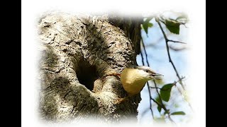 Birds - Nuthatch Family