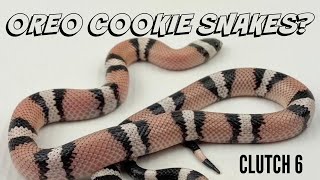 We have anerythristic &quot;Oreo Cookie&quot; snakes and &quot;ghost&quot; Honduran milksnakes.