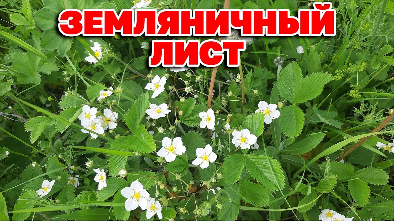ЛЕЧИТ ГЕМОРРОЙ СНИЖАЕТ ДАВЛЕНИЕ ДРОБИТ КАМНИ /collecting wild plants@natureMarusya
