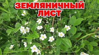 Лечит Геморрой Снижает Давление Дробит Камни /Collecting Wild Plants@Naturemarusya