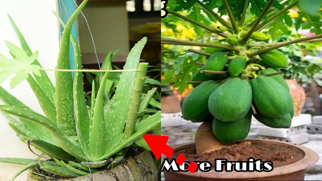 New Techniques To Grow Papaya From Cutting in Aloe Vera Success 100